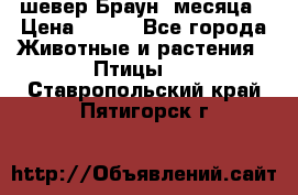 шевер Браун 2месяца › Цена ­ 200 - Все города Животные и растения » Птицы   . Ставропольский край,Пятигорск г.